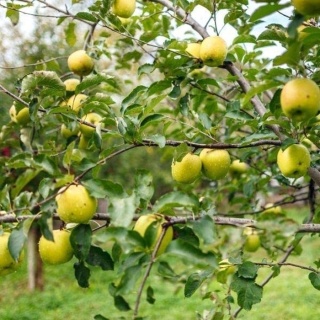 Jabłoń GOLDEN DELICIOUS