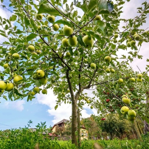 Jabłoń GOLDEN DELICIOUS