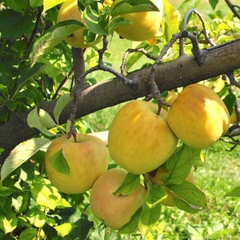 Jabłoń GOLDEN DELICIOUS