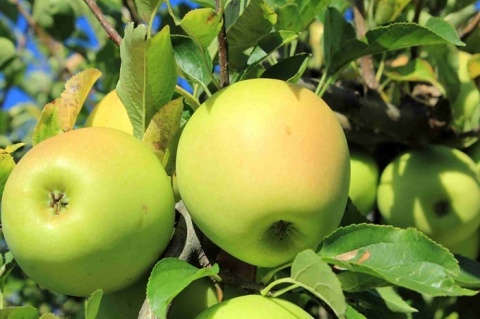 Jabłoń GOLDEN DELICIOUS