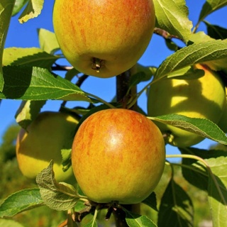 Jabłoń KOKSA POMARAŃCZOWA