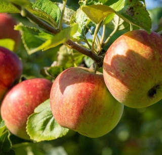 Jabłoń KOKSA POMARAŃCZOWA