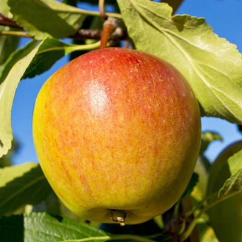 Jabłoń KOKSA POMARAŃCZOWA