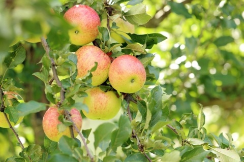 Jabłoń KOKSA POMARAŃCZOWA
