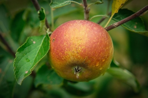 Jabłoń KOKSA POMARAŃCZOWA