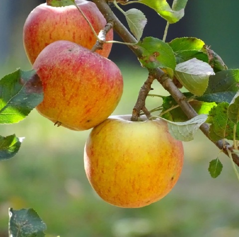 Jabłoń KOKSA POMARAŃCZOWA