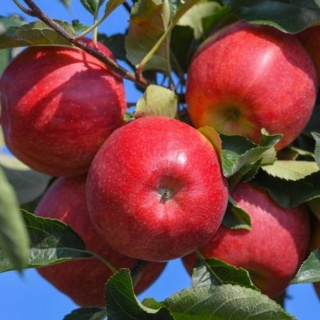 Jabłoń RED BOSKOOP