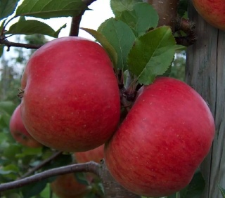 Jabłoń RED BOSKOOP