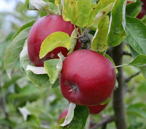 Jabłoń RED BOSKOOP