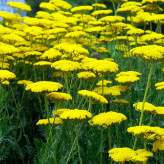 Krwawnik pospolity Skysail Yellow