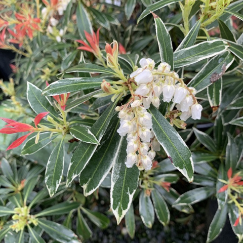 Pieris japoński Flaming Silver