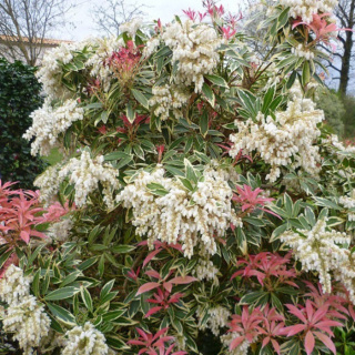 Pieris japoński Flaming Silver