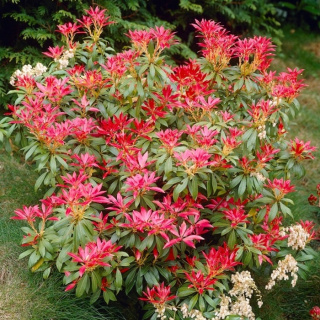 Pieris japoński Forest Flame