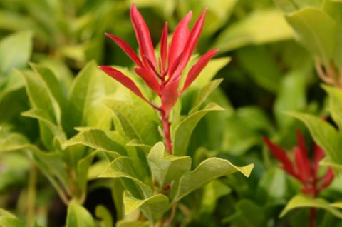 Pieris japoński Mountain Fire