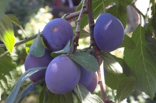 Śliwa BLUEFREE