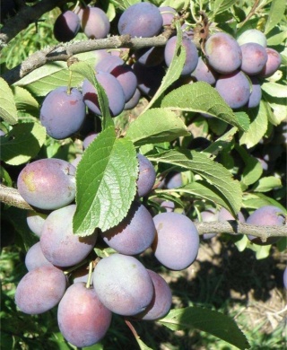 Śliwa BLUEFREE
