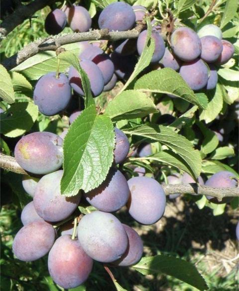 Śliwa BLUEFREE