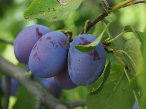 Śliwa BLUEFREE