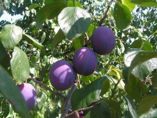 Śliwa VISION