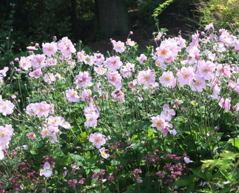 Zawilec japoński Anemone Konigin Charlotte