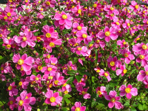 Zawilec japoński Anemone Splendens
