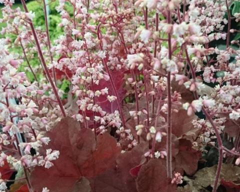 Żurawka Pink Pearls